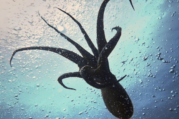 Kraken forum